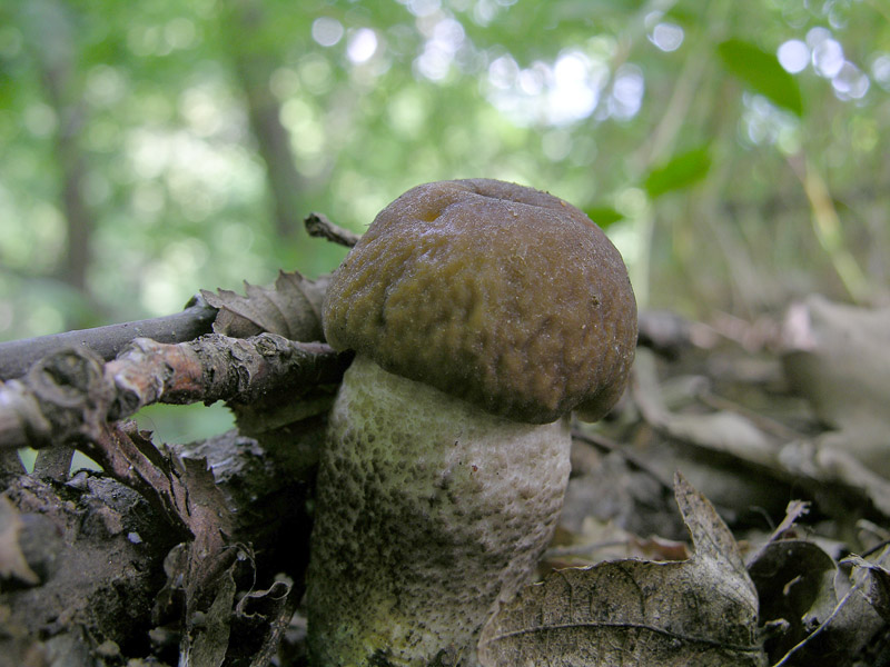 Boletus luridus e Leccinum carpini.
